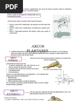 Arcos Plantares