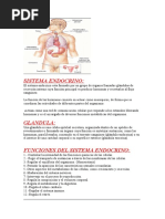 Sistema Endocrino Anatomia