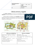 Celula Animal y Vegetal