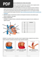 Guía de Aprendizaje - Sistema Circulatorio