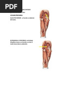 Pato-Musculos M.inferior