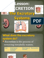 Urinary System