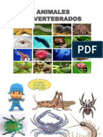 Animales Invertebrados