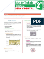 Histologia Vegetal para Segundo Grado de Secundaria