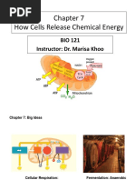 BIO121 Chapter 7 Releasing Chemical Energy