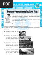 Ficha Niveles de Organizacion de Los Seres Vivos para Cuarto de Primaria