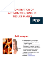 Actinomycetes Staining Methods