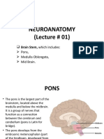 NEUROANATOMY Lecture # 01 (Brain Stem)