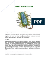 Struktur Tubuh Bakteri