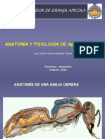 Anatomía Fisiología Abeja Melífera 2011 II