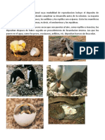 Animales Oviparos