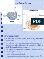 Curs Mycoplasma Chlamydia Rickettsia