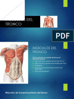 Musculos Del Tronco