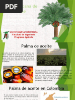 Exposicion 1 Palma de Aceite - Pptx.domn