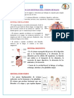 Conociendo Los Sistemas Del Cuerpo Humano