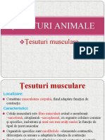 Tesuturi Musculare