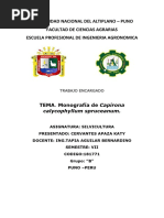 Capirona Monografia