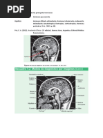 Tarea de Lab de Anatomía