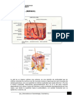 COSMETOLOGIA-Repaso Piel UNIDAD 2