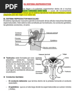 10 El Sistema Reproductor