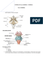 ANATOMÍA EXTERNA DE TALLO CEREBRAL Y CEREBELO - Notas de Clase