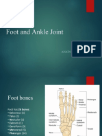 Foot and Ankle Joint