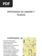 Protozoos de Sangre y Tejido