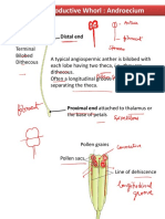 Male Reproductive Whorl: Androecium: Distal End Anther