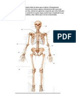 Tarea Anatomia