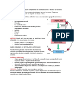 Sistema Endocrino