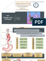 1 Esófago (Anatomía, Histología y Fisiología)