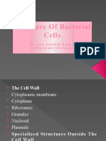 Structure of Bacteria