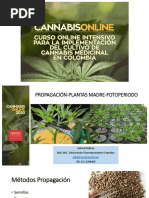 Propagacion Cannabis 2