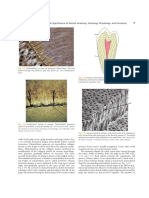 Structures of Teeth 6