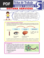 Sistema Nervioso para Quinto Grado de Primaria