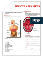 El Aparato Digestivo
