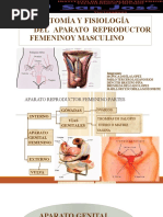 Aparato Femenino y Masculino