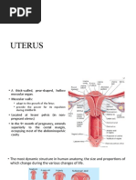 Anatomy of Uterus and Vagina and Pudendum