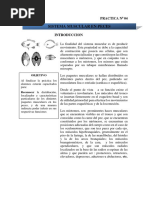 Practica N0 04 Sistema Muscular (Giannella)