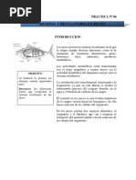 Practica N0 06 Sistema Circulatorio (Giannella Yosheanny Cuyo Paucar)