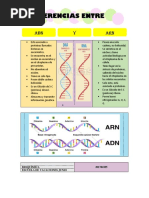 Diferencias Entre ADN y ARN