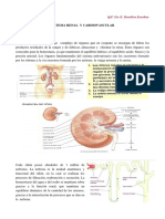 Contenido 08 Sistema Renal y Cardiovascular