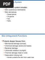 Integumentary System Includes