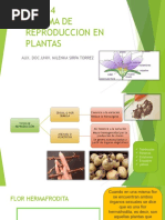 Sistemas de Reproduccion en Plantas