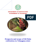 Oil Palm