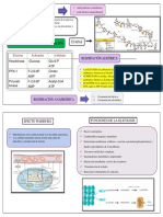 Tema 12 (Glucolisis)