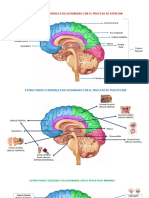 Estructuras Del Cerebro