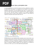 Rutas Metabólicas - Tipos y Principales Rutas