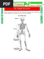 El Esqueleto para Segundo de Primaria