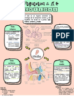 Infografía-Oído Histologia